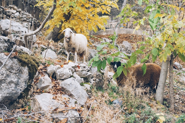 Ovejas pastando en el bosque