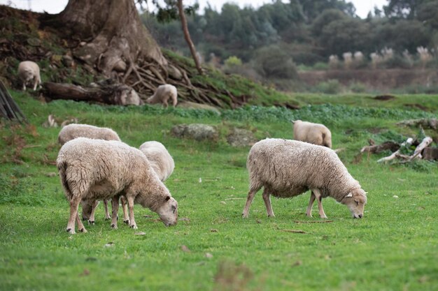 Ovejas pastando en un campo con un árbol al fondo