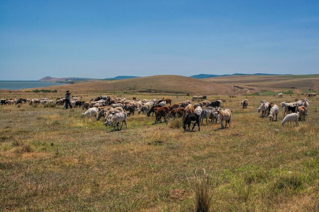 Las ovejas pastando en el campo contra un cielo despejado