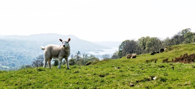 Foto las ovejas pastando en el campo contra un cielo despejado