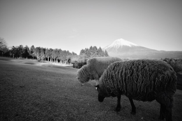 Foto las ovejas pastando en el campo cubierto de hierba contra el cielo