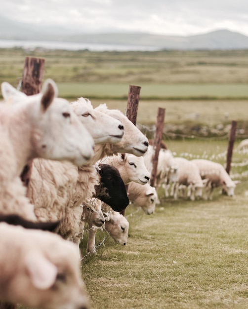 Foto las ovejas pastando en el campo de hierba