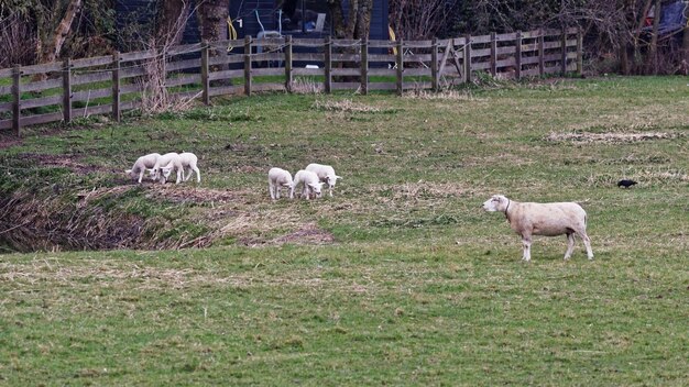 Las ovejas pastando en el campo de hierba