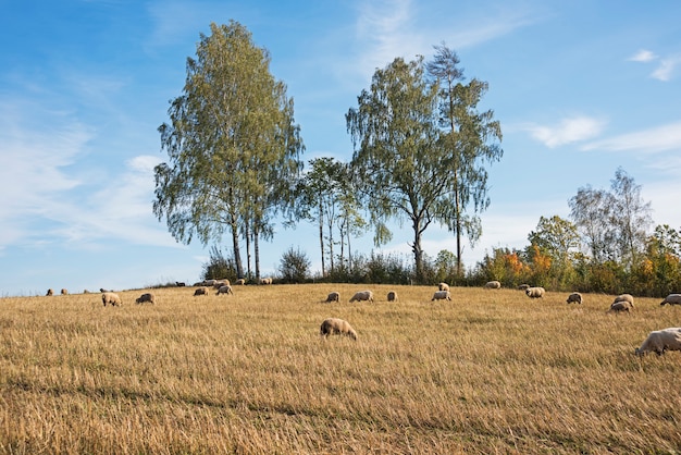 Ovejas pastando en el campo de otoño