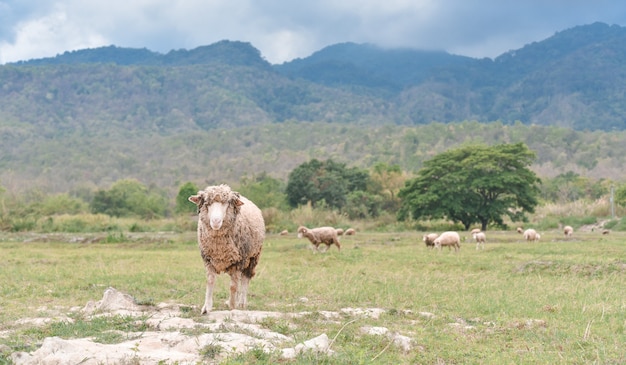 Ovejas pastando en el campo verde del país