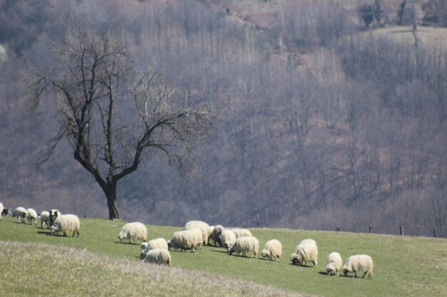 Las ovejas pastando en un campo