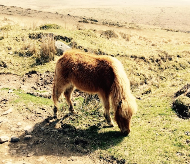 Foto las ovejas pastando en el campo