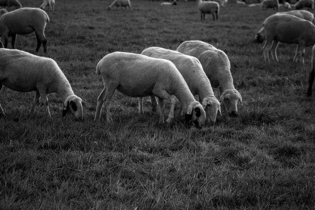 Foto las ovejas pastando en un campo