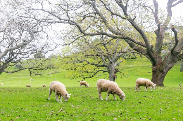 Foto ovejas pastando en un campo