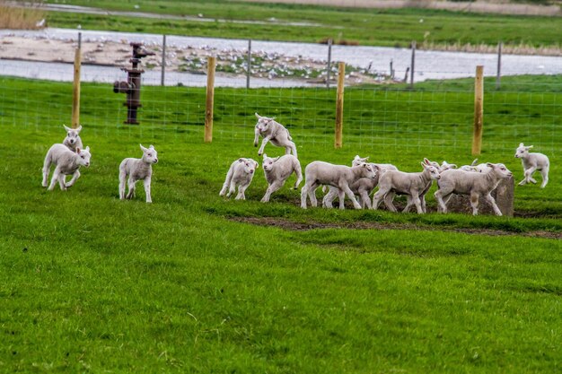 Foto las ovejas pastando en un campo