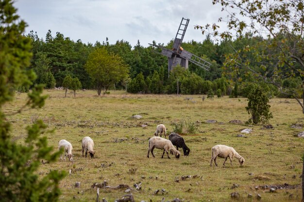 Foto las ovejas pastando en el campo