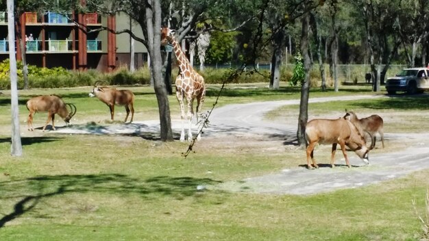 Foto las ovejas pastando en el campo