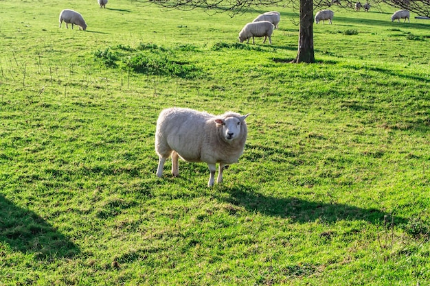 Las ovejas pastando en un campo