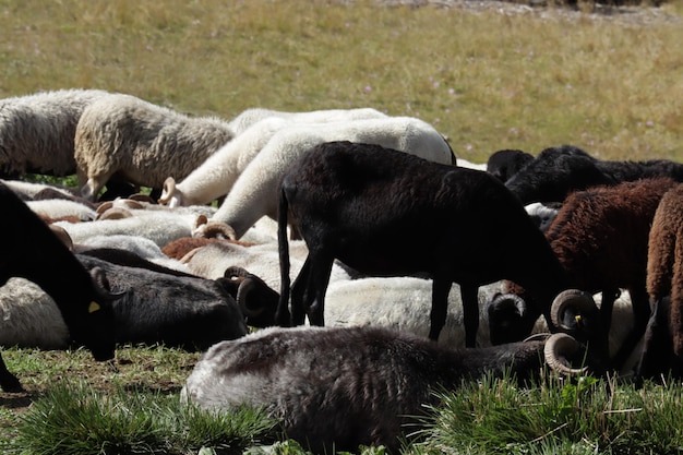 Foto las ovejas pastando en un campo