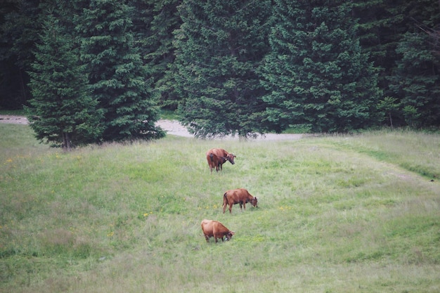 Ovejas pastando en el campo