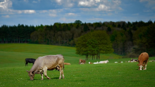 Foto las ovejas pastando en un campo