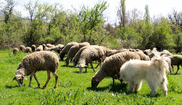 Foto las ovejas pastando en el campo