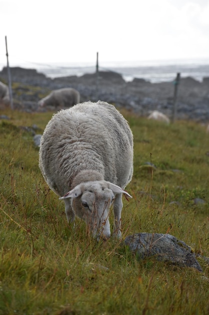 Foto ovejas pastando en un campo