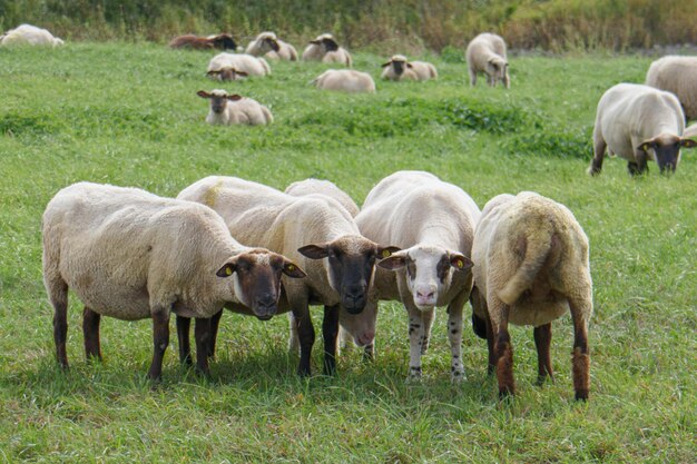 Foto ovejas pastando en un campo