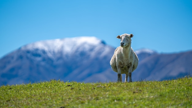 Ovejas pastando en el campo