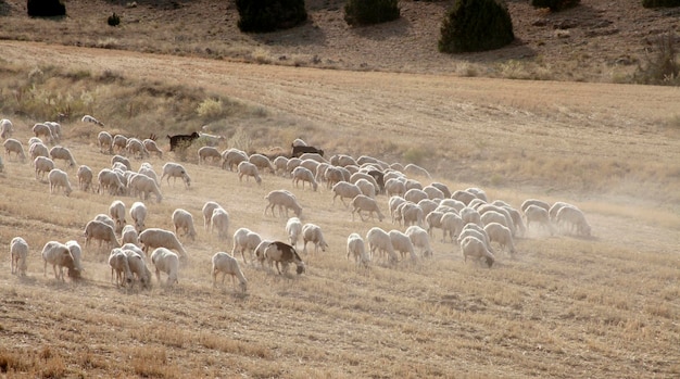 Ovejas pastando en el campo