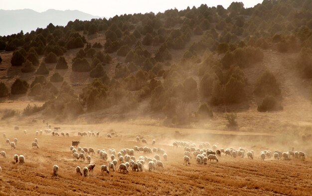 Ovejas pastando en el campo