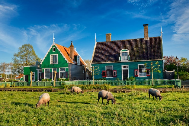 Ovejas pastando cerca de casas de campo en el pueblo museo de Zaanse