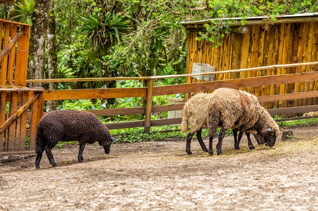 Ovejas pastando en el cerco de la granja.