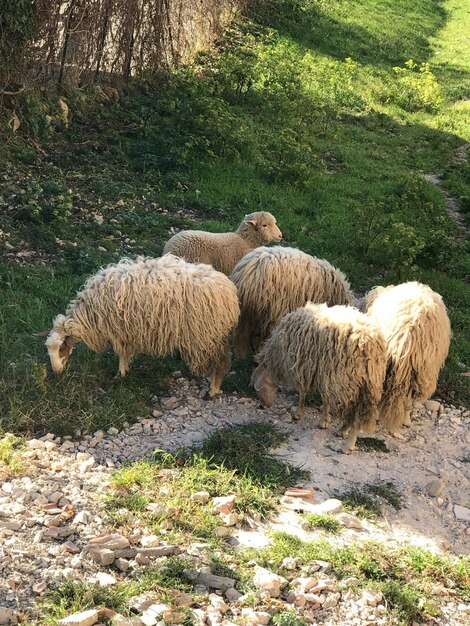 Foto las ovejas pastando en el césped