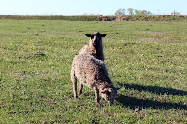 ovejas pastando en la hierba