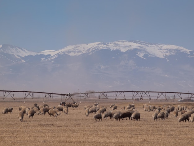 Ovejas pastando en tierras agrícolas cerca de Alamosa, Colorado.