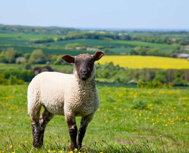 Las ovejas en un pasto en Inglaterra