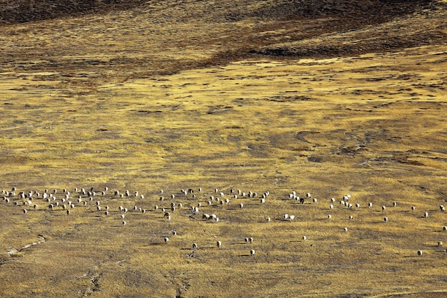 ovejas en un pasto de montaña