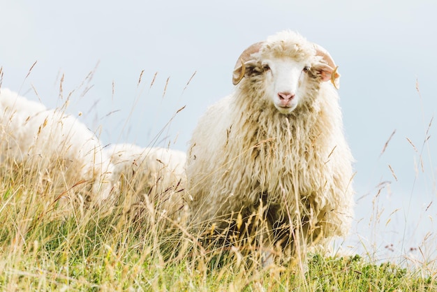 Ovejas en un pasto en las montañas