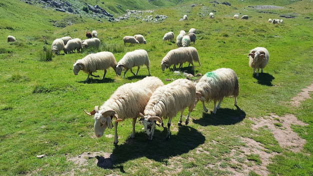 Ovejas en el pasto. Ovejas en pastoreo, tendido en un prado de montaña.