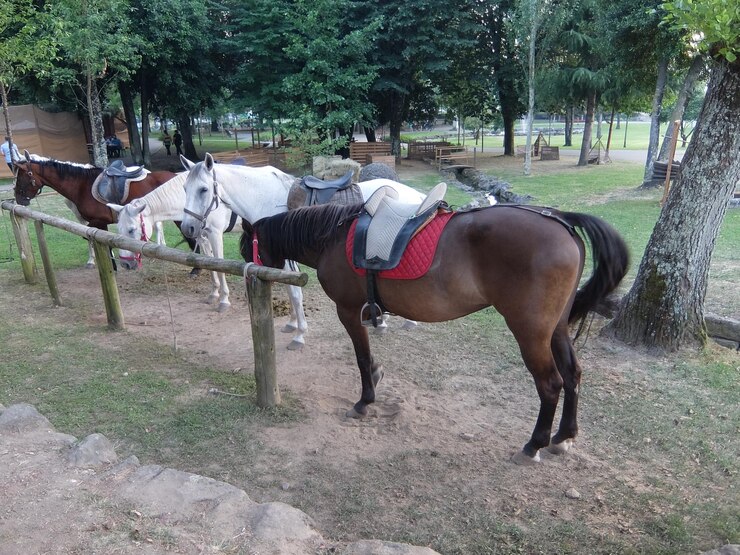 Foto ovejas en pasto
