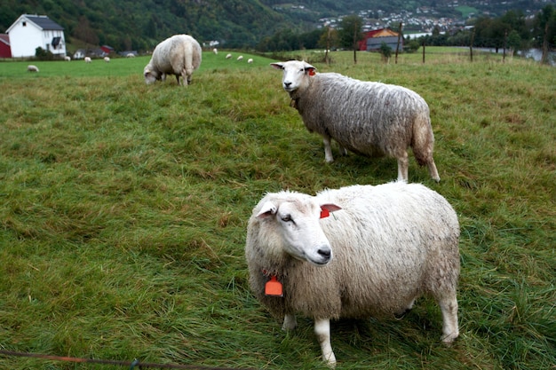 Ovejas en un pasto