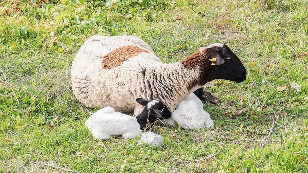 Ovejas Payoya descansando en un prado en la Sierra de Grazalema Cádiz Andalucía España