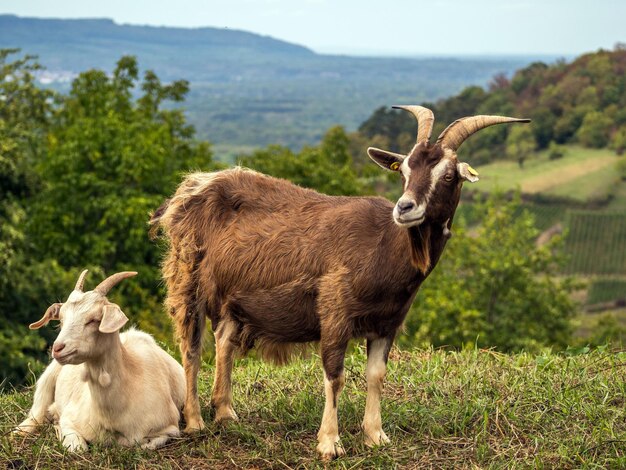 Foto las ovejas de pie en un campo