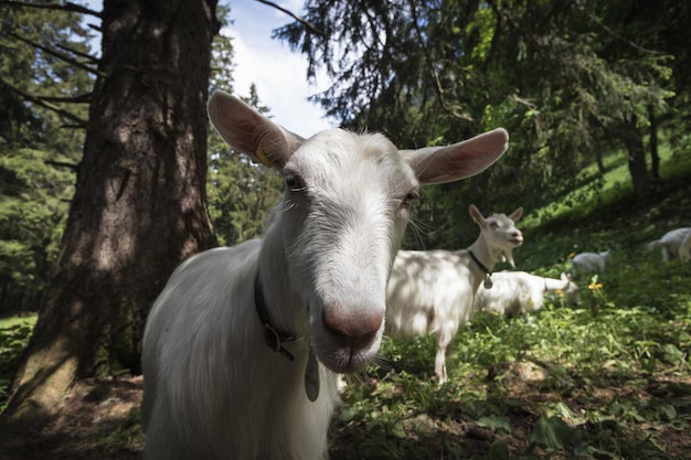 Foto las ovejas de pie en un campo