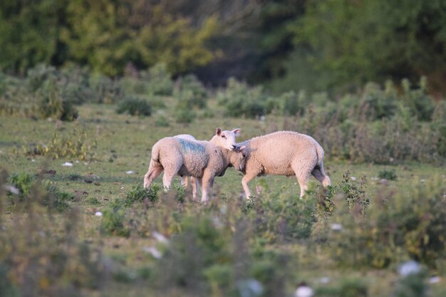 Foto las ovejas de pie en un campo