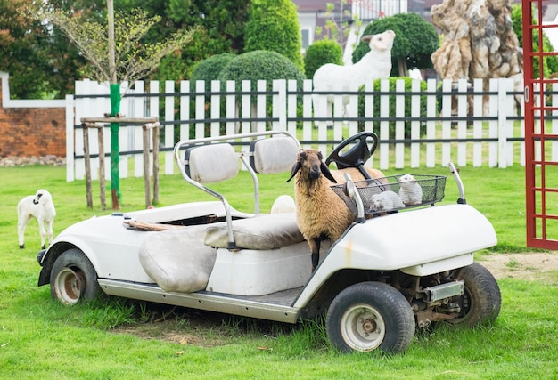 Ovejas de pie en un carrito de golf blanco