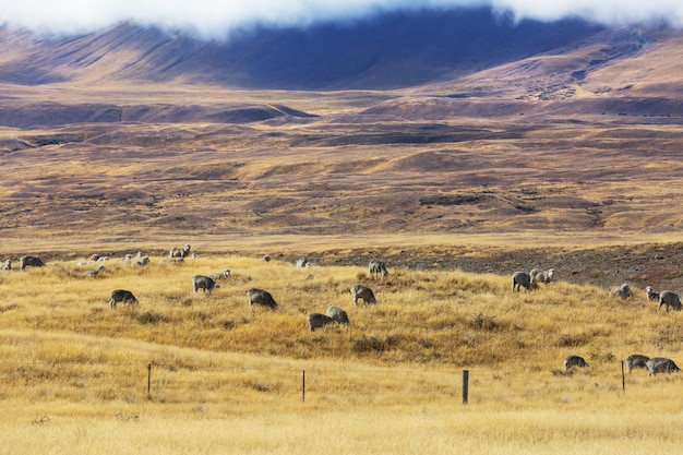 Ovejas en la pradera de montaña verde, escena rural en Nueva Zelanda