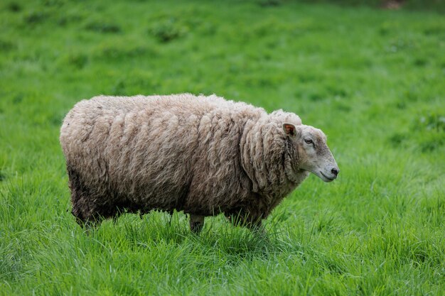 ovejas en un prado alemán