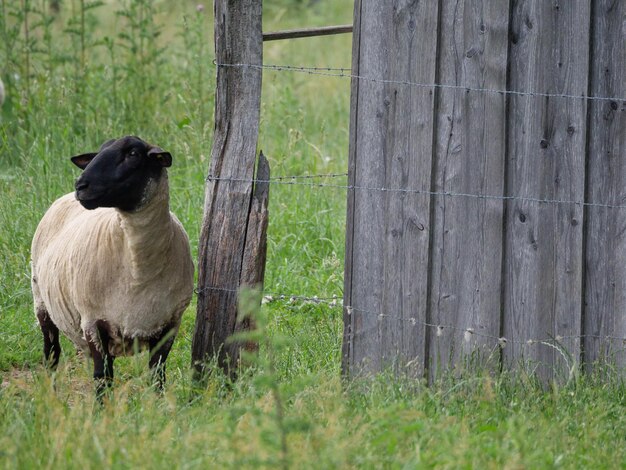 ovejas en un prado en Alemania.