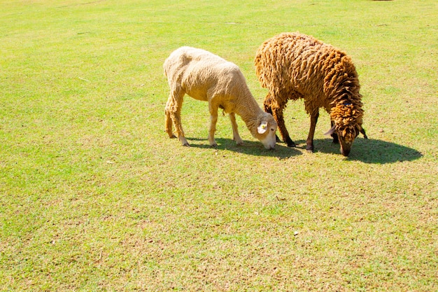 Ovejas en un prado en la granja