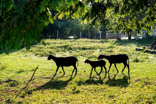 Foto las ovejas en el prado a la luz de la mañana