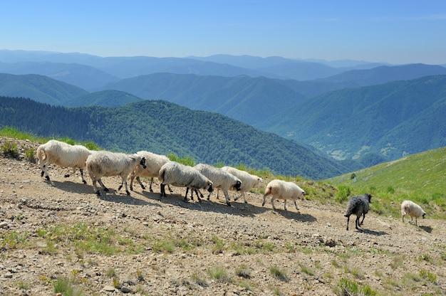 Ovejas en un prado en las montañas. Paisaje de verano