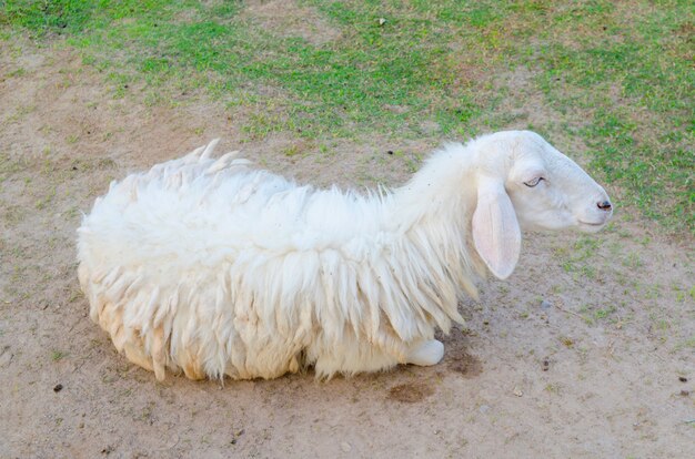 Ovejas en un prado en las montañas