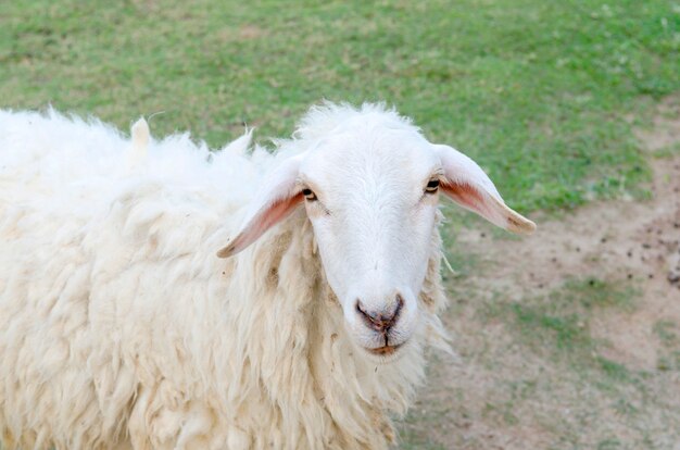 Ovejas en un prado en las montañas